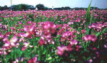 �����Q��1